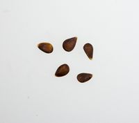 Aport Apple seeds